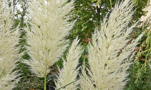 Gartengestaltung mit Gärtner Service aus Mülheim-Kärlich